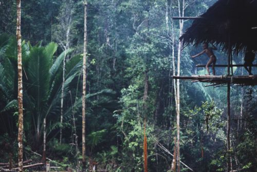 A rainy morning is a good time to practice bow and arrow technique into a rotten tree trunk nearby. 
